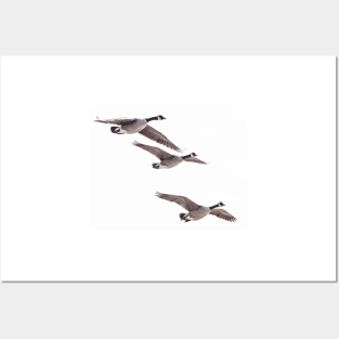 Canada geese in flight Posters and Art